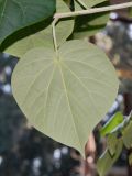 Hibiscus elatus