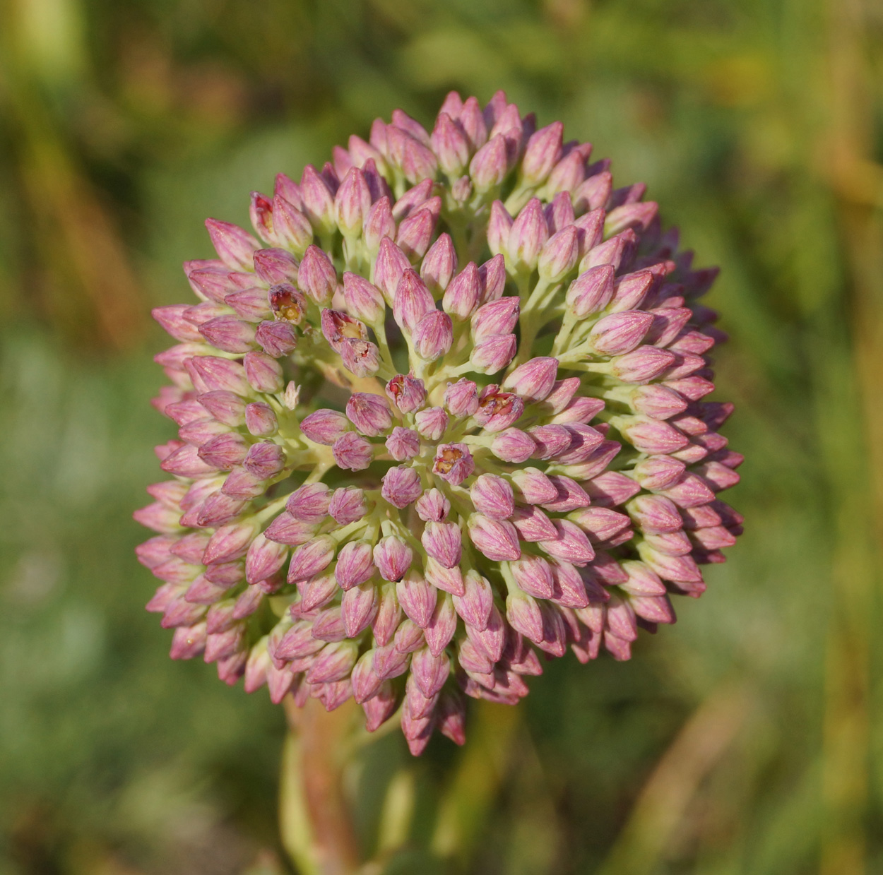 Изображение особи Hylotelephium triphyllum.