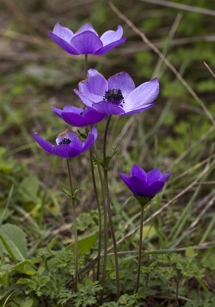 Image of Anemone coronaria specimen.