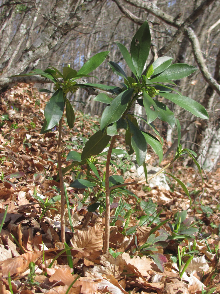 Image of Daphne laureola specimen.
