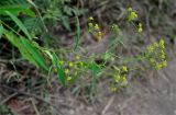 Bupleurum komarovianum. Верхушка цветущего растения. Приморье, окр. г. Находка, гора Брат, заросли кустарников у дороги. 12.08.2015.