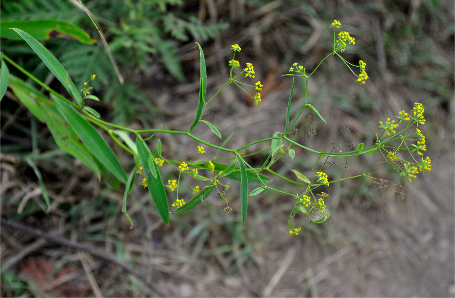 Image of Bupleurum komarovianum specimen.