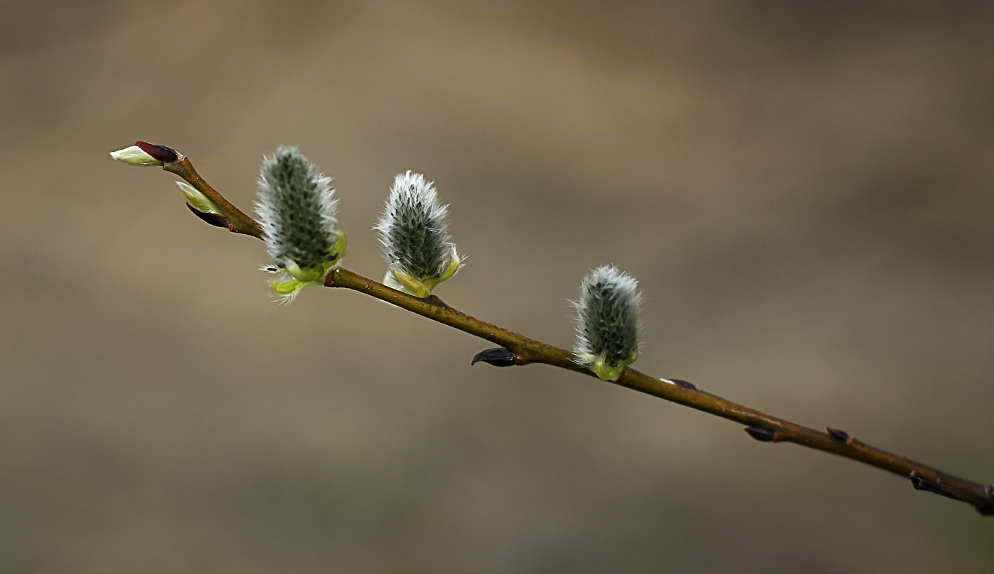 Image of Salix caprea specimen.
