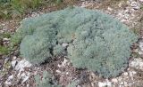 Artemisia caucasica