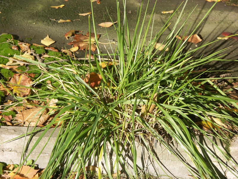 Изображение особи Festuca arundinacea.