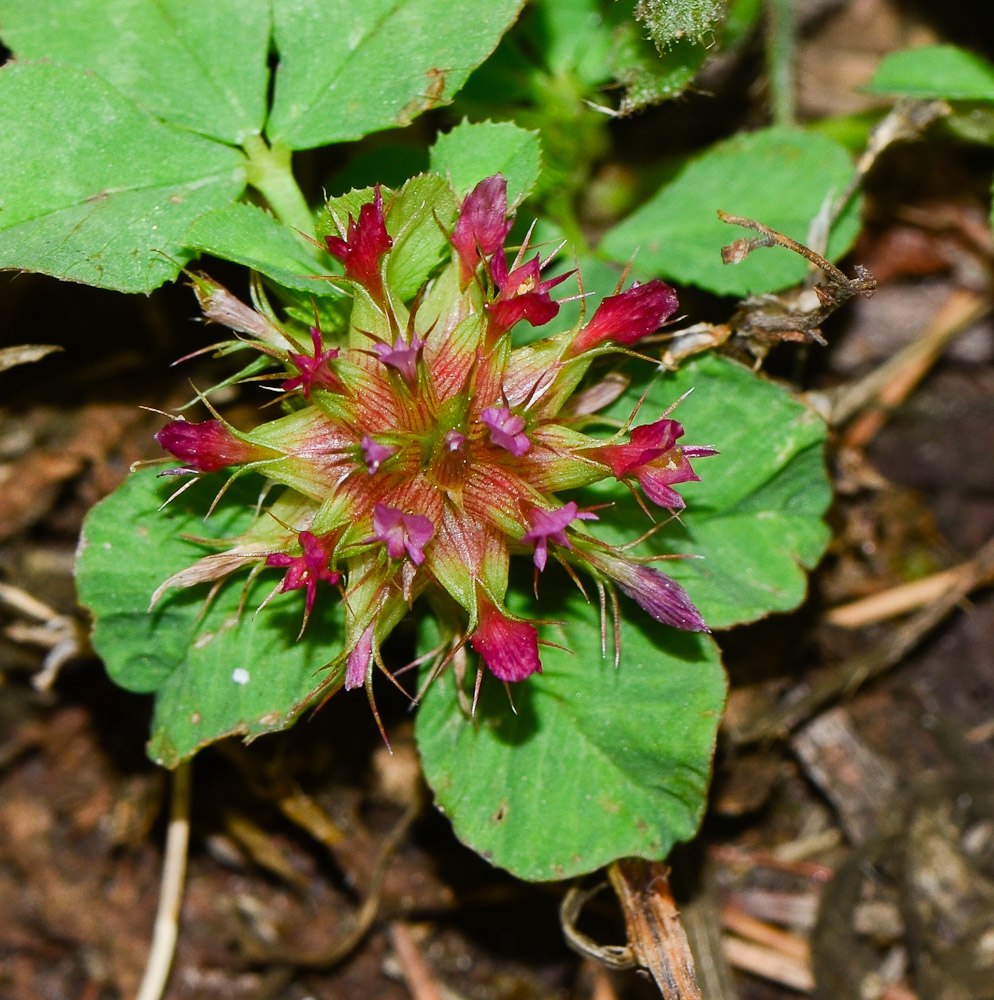 Изображение особи Trifolium spumosum.
