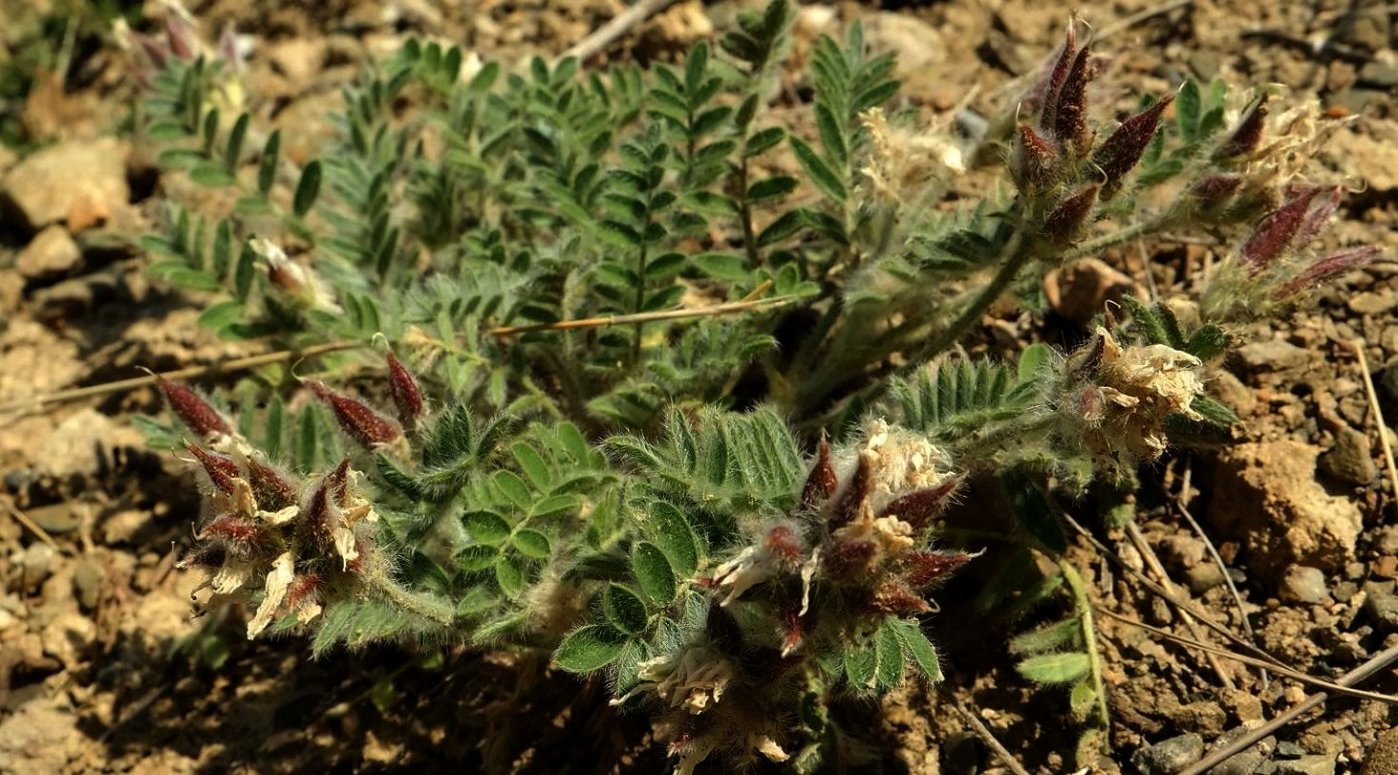 Изображение особи Oxytropis pallasii.