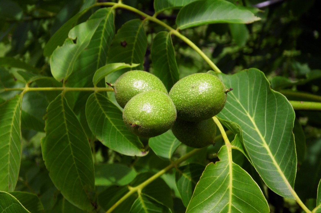 Image of Juglans regia specimen.