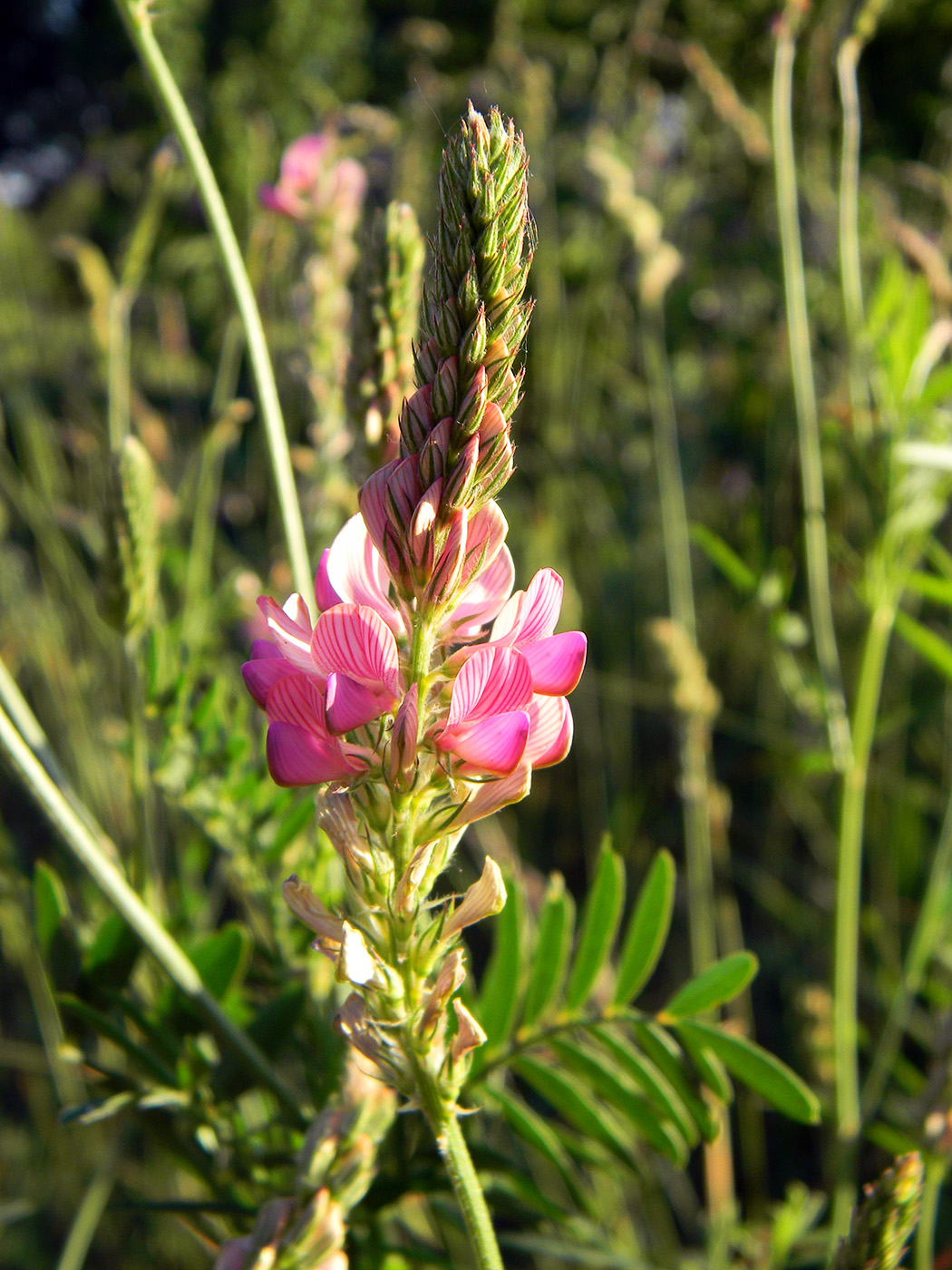 Image of Onobrychis viciifolia specimen.