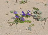 Echium bonnetii. Цветущее растение; справа - Polycarpea nivea. Испания, автономное сообщество Канарские острова, о-в Фуэртевентура, провинция Лас Пальмас, муниципалитет Ла Олива, северные окр. пос. Эль Котильо, между мысами la Barra и de la Enrocadiza. 10.03.2016.