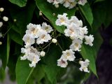 Catalpa bignonioides. Соцветие. Крым, Симферополь, в культуре. 04.06.2016.