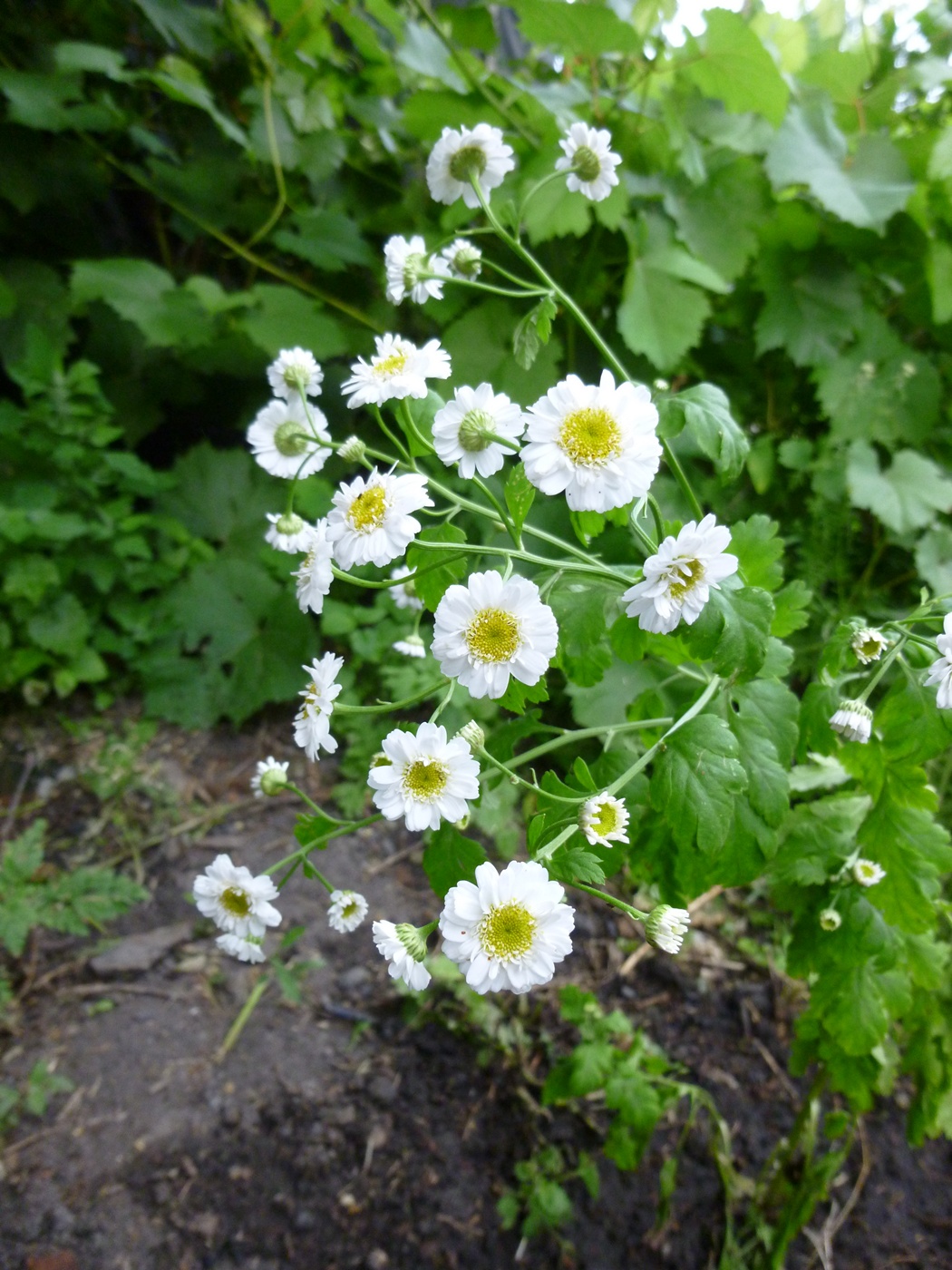 Изображение особи Pyrethrum parthenium.