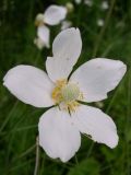 Anemone sylvestris