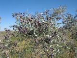 Ammodendron bifolium. Верхушка цветущего растения. Казахстан, Южное Прибалхашье, песчаная пустыня Таукум. 21 мая 2016 г.