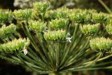 Heracleum sosnowskyi