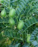Cicer arietinum
