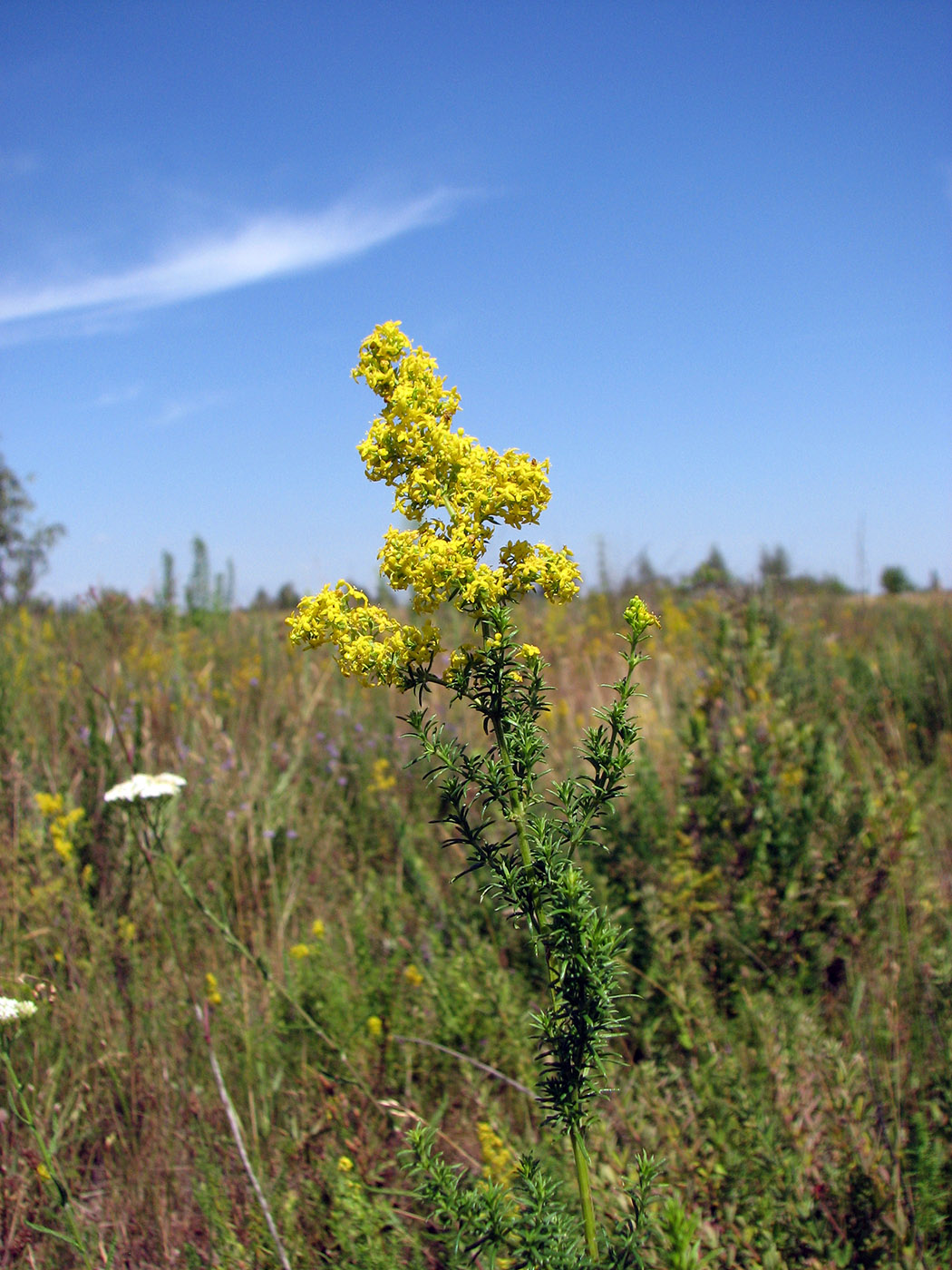 Изображение особи Galium verum.