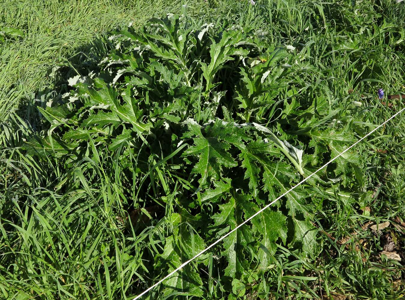 Изображение особи Cynara syriaca.