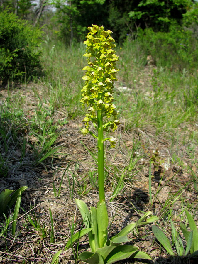 Image of Orchis punctulata specimen.