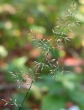 Agrostis tenuis