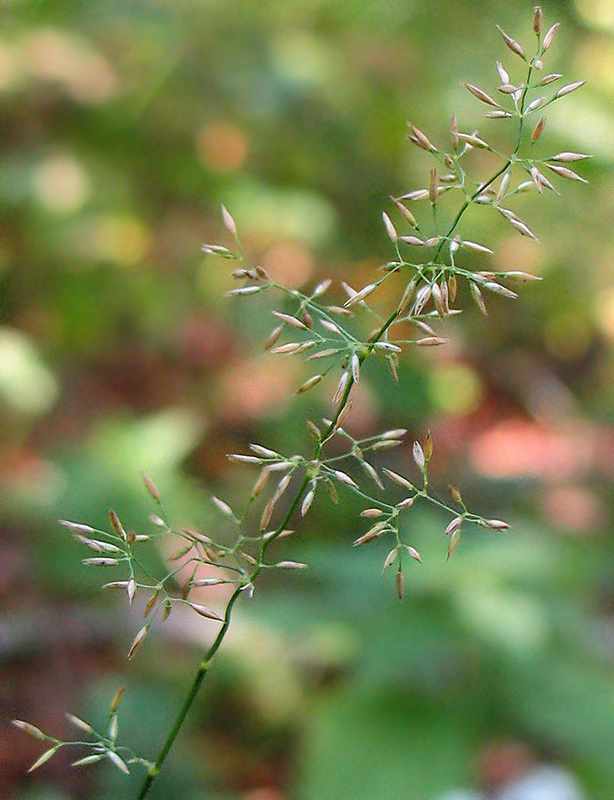 Изображение особи Agrostis tenuis.