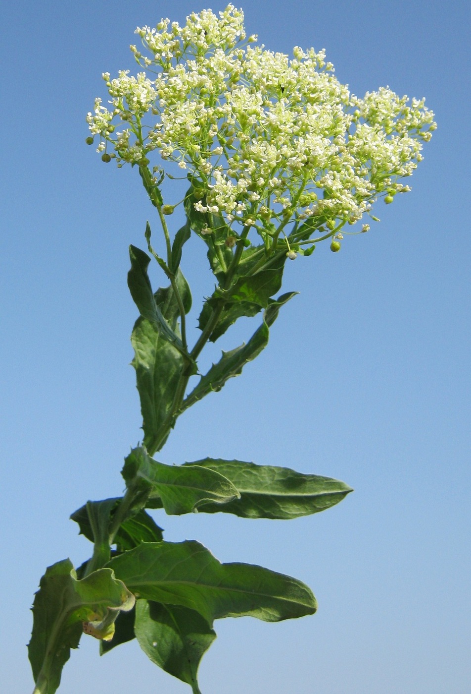 Изображение особи Cardaria draba.