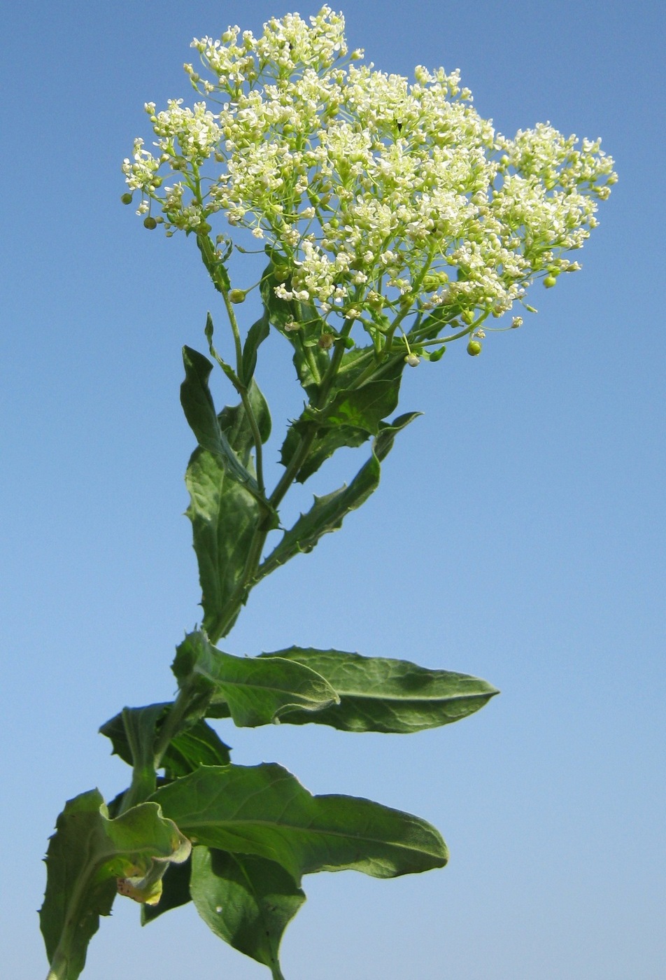 Image of Cardaria draba specimen.