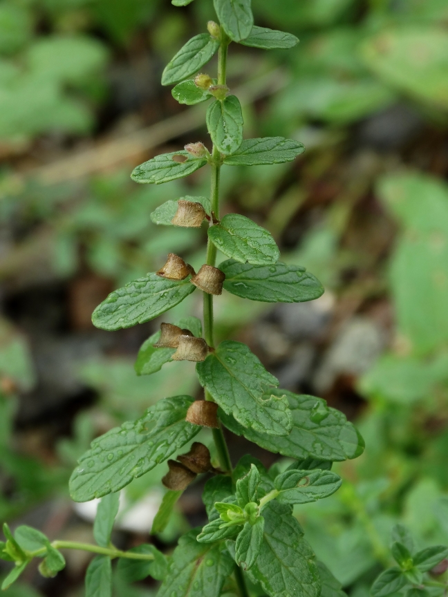 Изображение особи Scutellaria strigillosa.