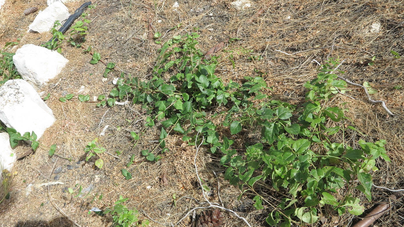 Image of Clematis cirrhosa specimen.