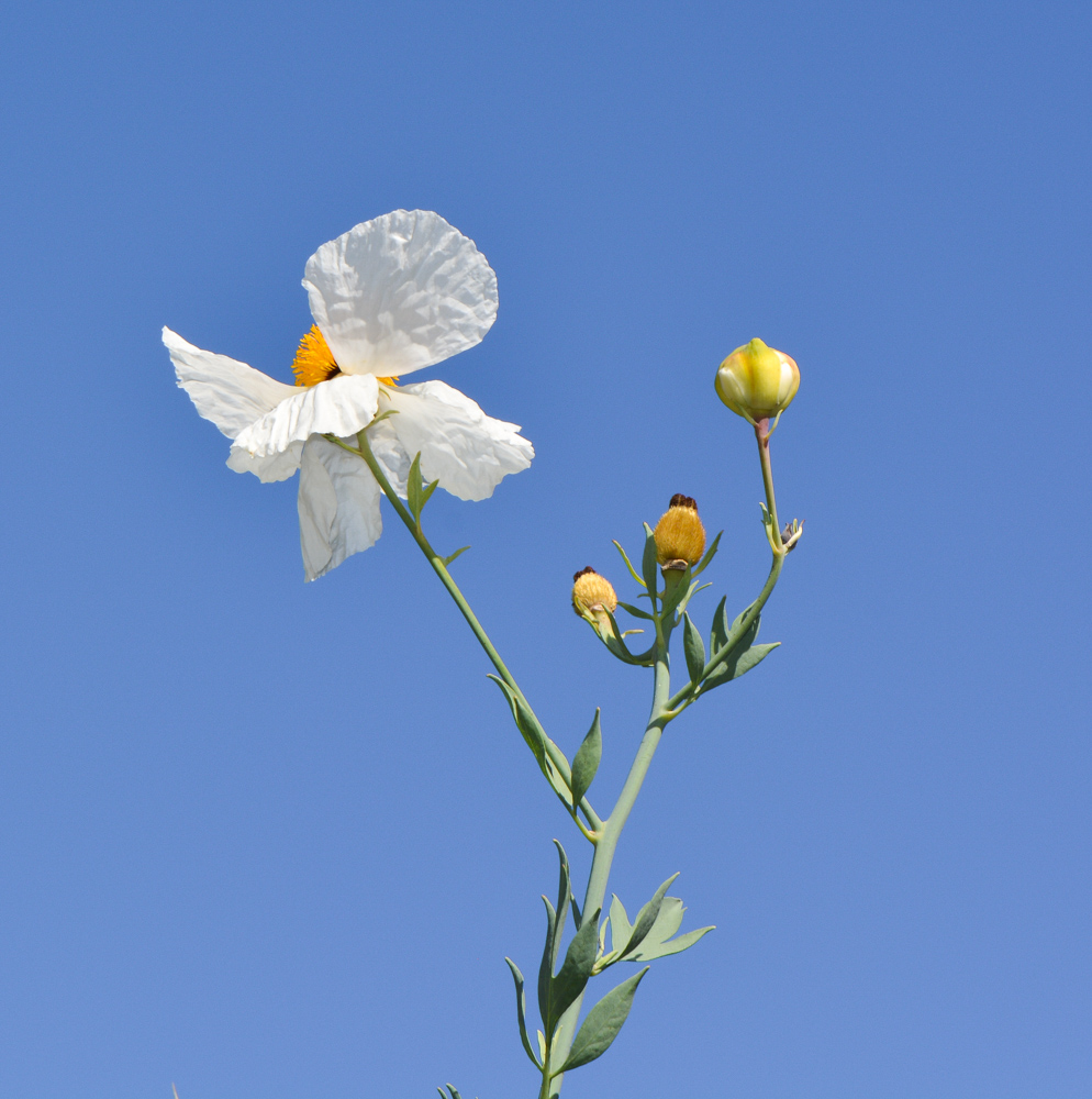 Image of Romneya coulteri specimen.