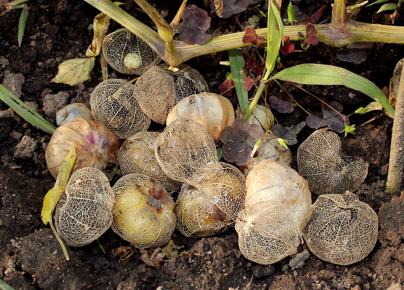 Изображение особи Physalis ixocarpa.