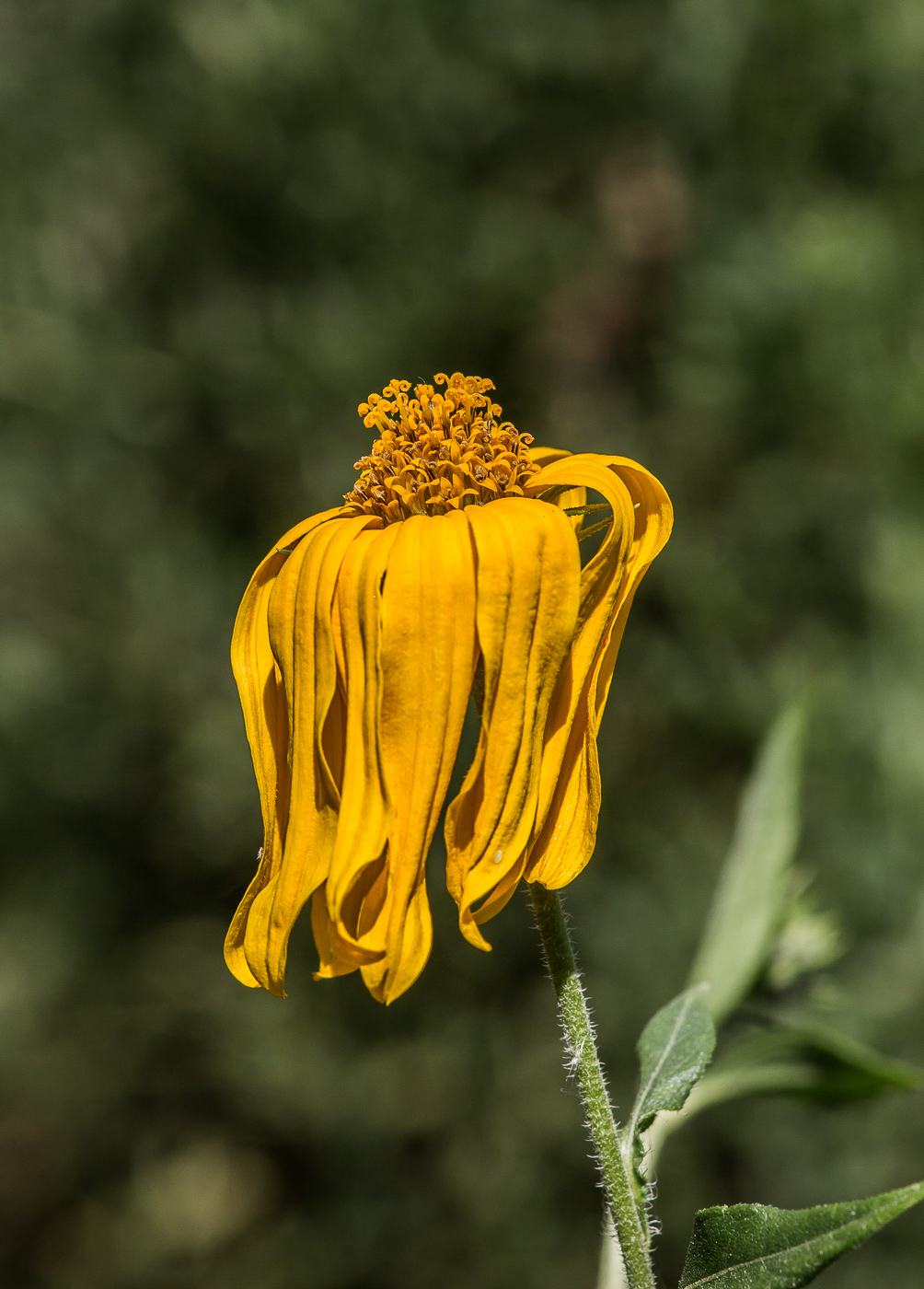 Изображение особи Helianthus tuberosus.