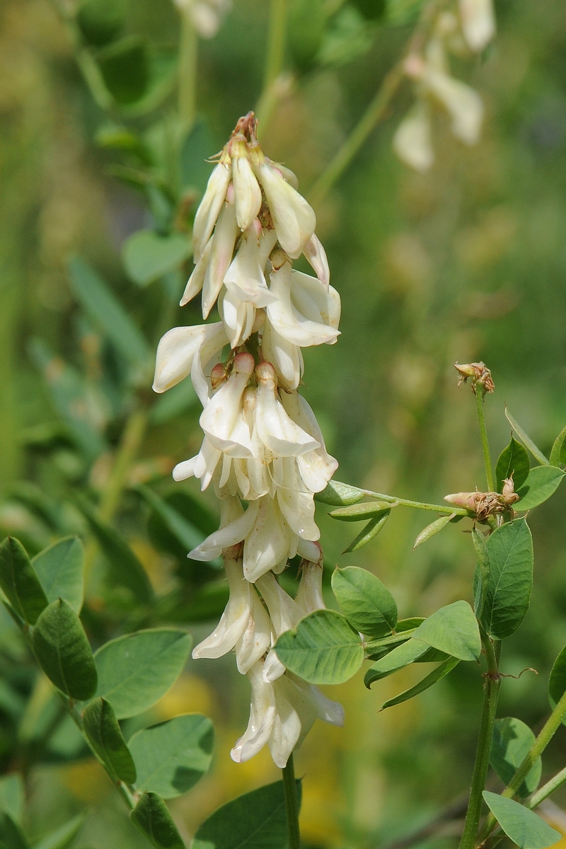 Изображение особи Hedysarum flavescens.