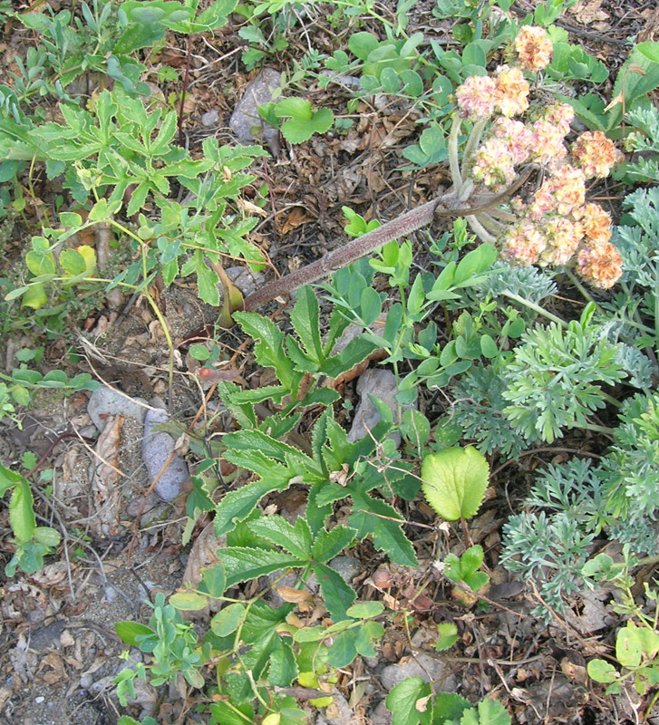 Image of Glehnia litoralis specimen.