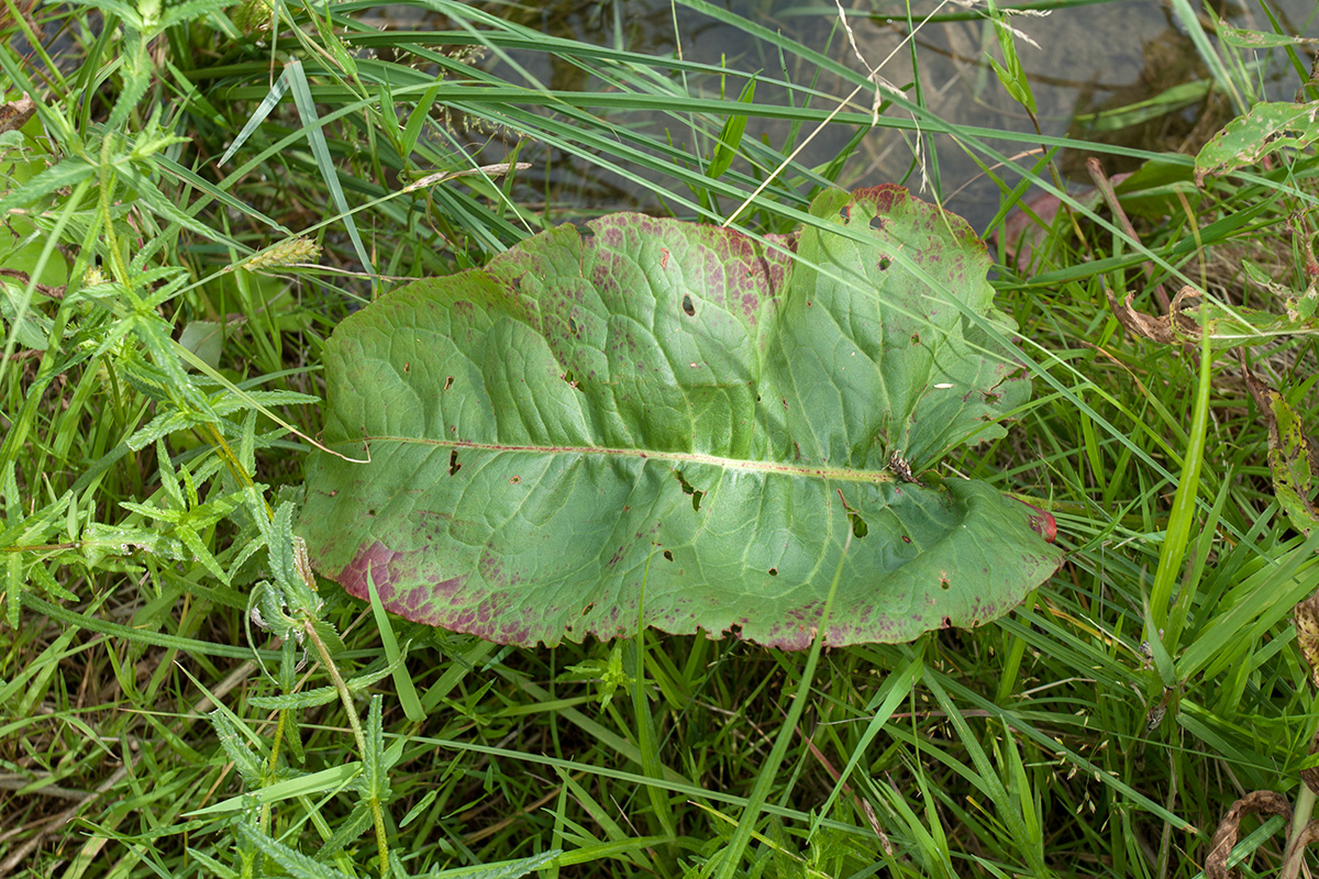 Image of Rumex aquaticus specimen.