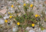 Helianthemum nummularium