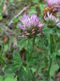 Trifolium pratense. Верхушка отцветающего растения. Амурская обл., Бурейский р-н, окр. с. Виноградовка, песчаный овраг. 20.07.2016.