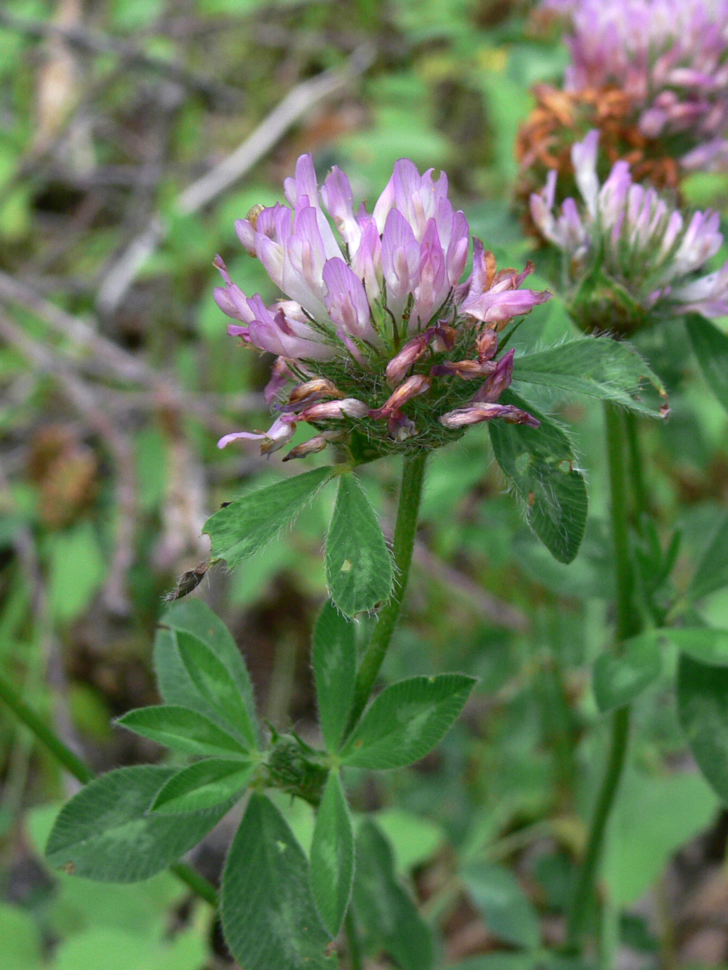 Изображение особи Trifolium pratense.