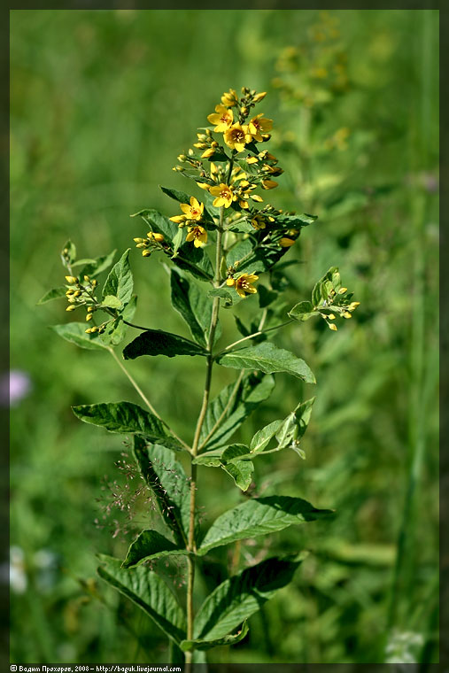 Image of Lysimachia vulgaris specimen.