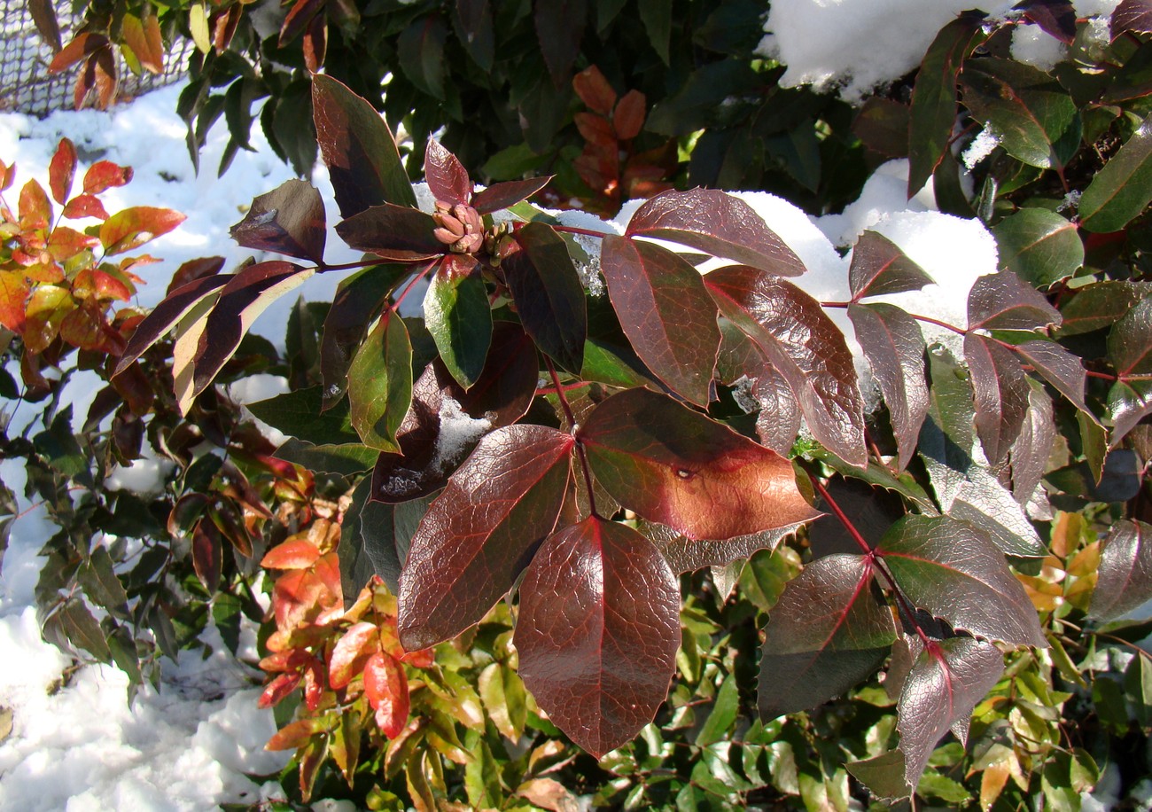 Image of Mahonia aquifolium specimen.