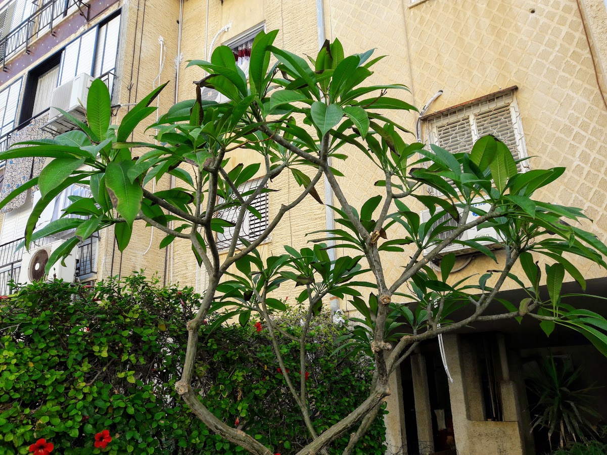 Изображение особи Plumeria rubra var. acutifolia.