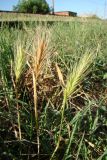 genus Hordeum. Побеги с соплодиями. Краснодарский край, г. Краснодар, полоса отчуждения железной дороги. 08.07.2016.