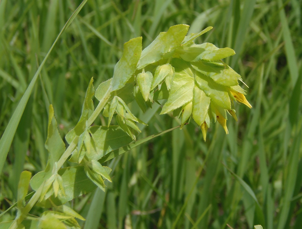 Image of Cerinthe minor specimen.