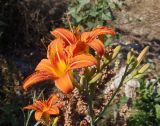 Hemerocallis fulva. Соцветие с цветками и бутонами. Украина, г. Запорожье, балка Березноватая, западный край, возле дороги, мусорник. 25.06.2016.