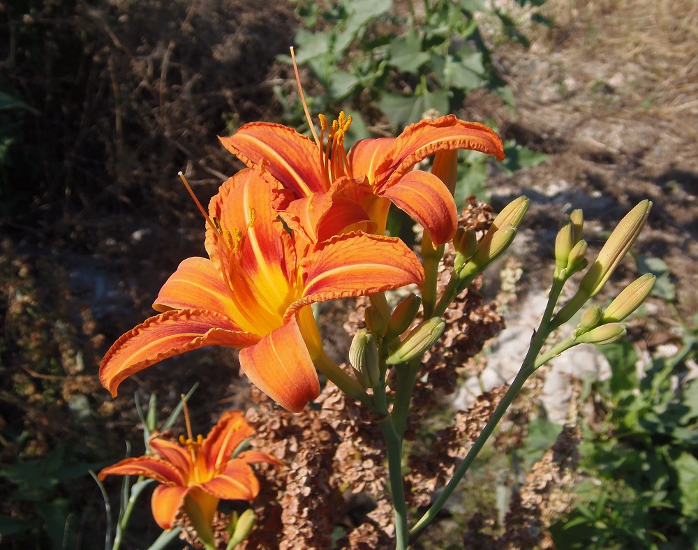 Image of Hemerocallis fulva specimen.