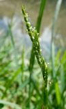 Glyceria notata