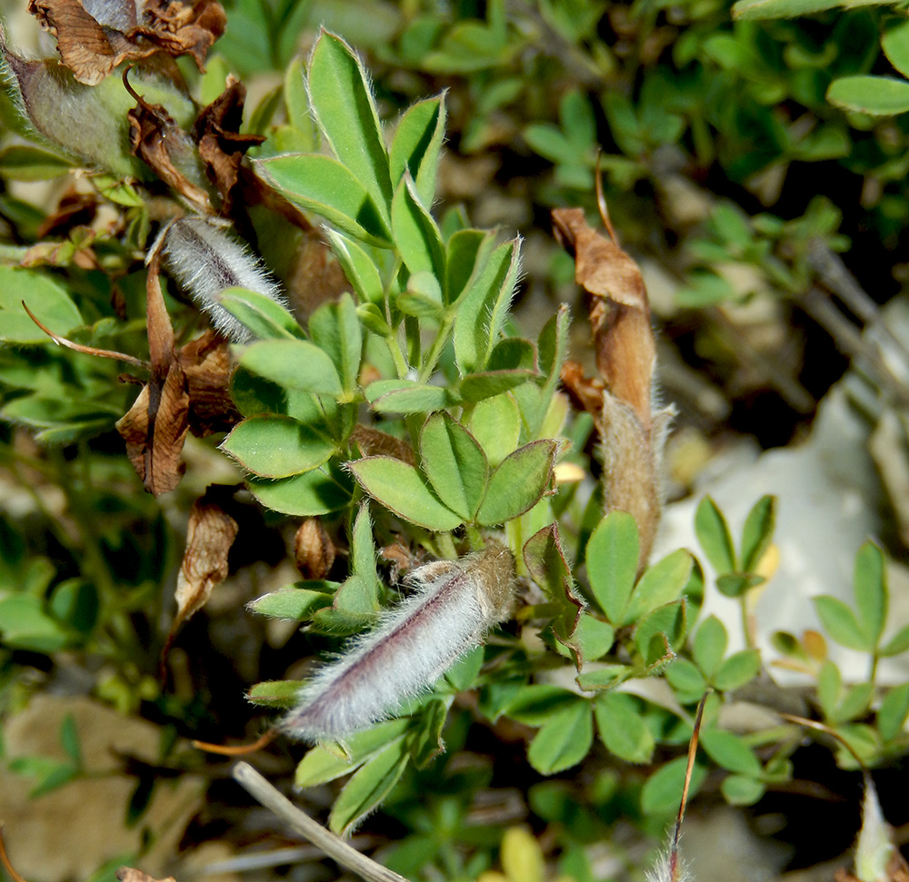 Image of Chamaecytisus wulffii specimen.