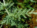 Achillea nobilis