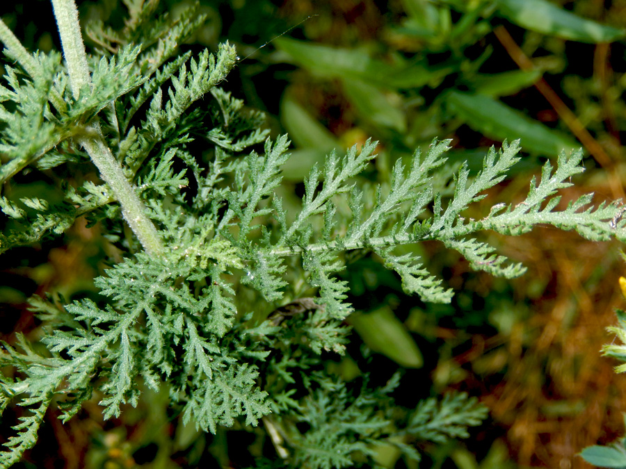 Изображение особи Achillea nobilis.