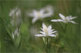 Ornithogalum woronowii